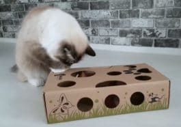 puzzle chat