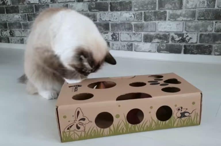 puzzle chat