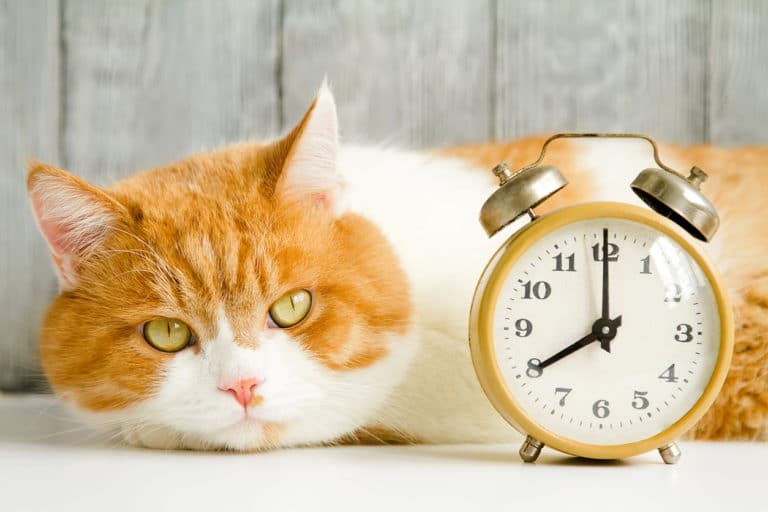 chat changement d'heure