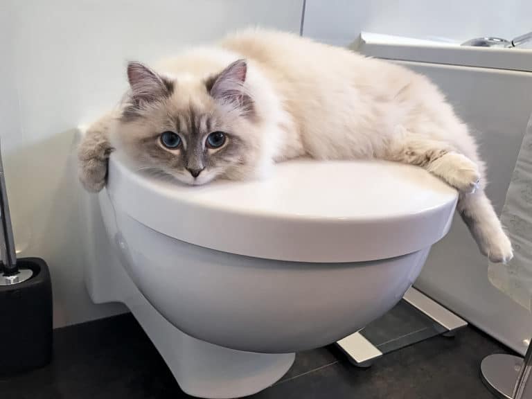 chat toilettes