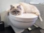 chat toilettes