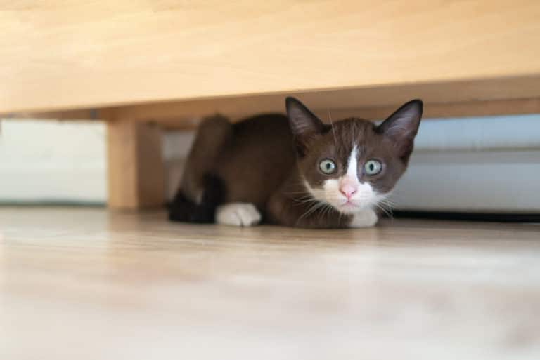 chaton caché