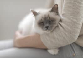 chat