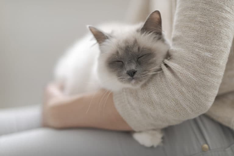 chat