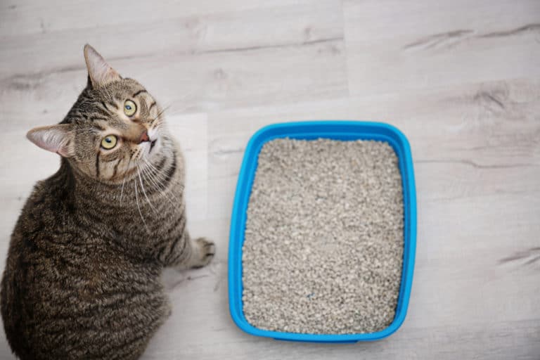 chat litière