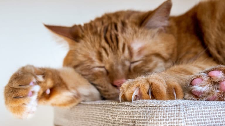 chat griffes