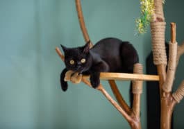 arbre à chat