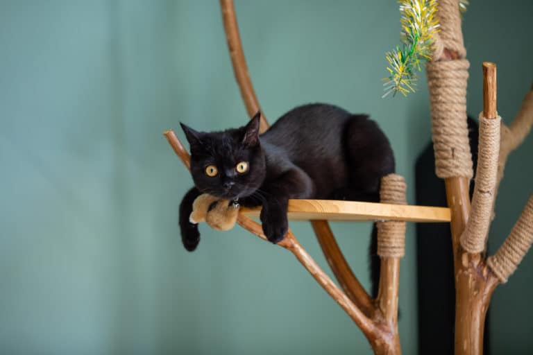 arbre à chat