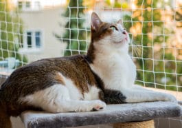 catio