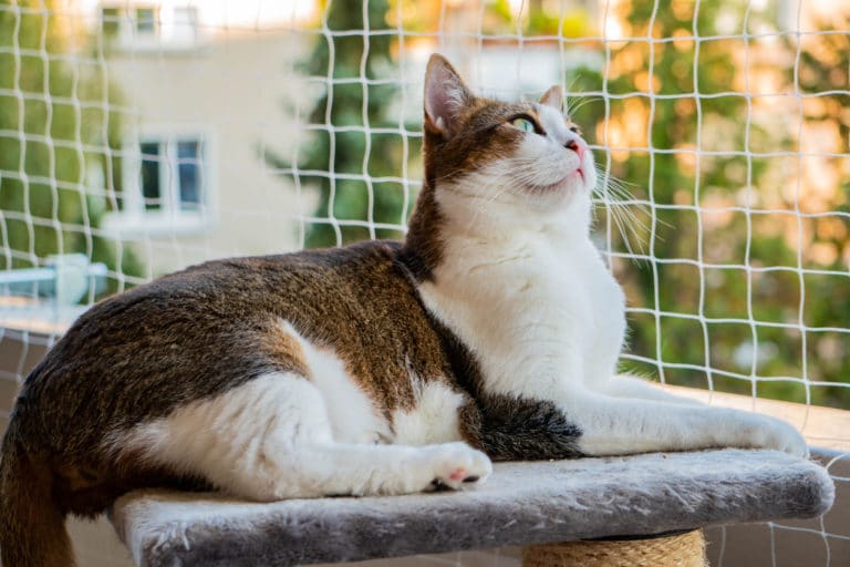 catio