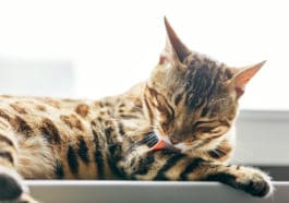 chat se lèche