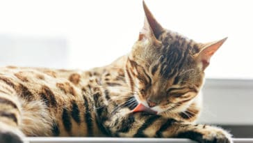 chat se lèche