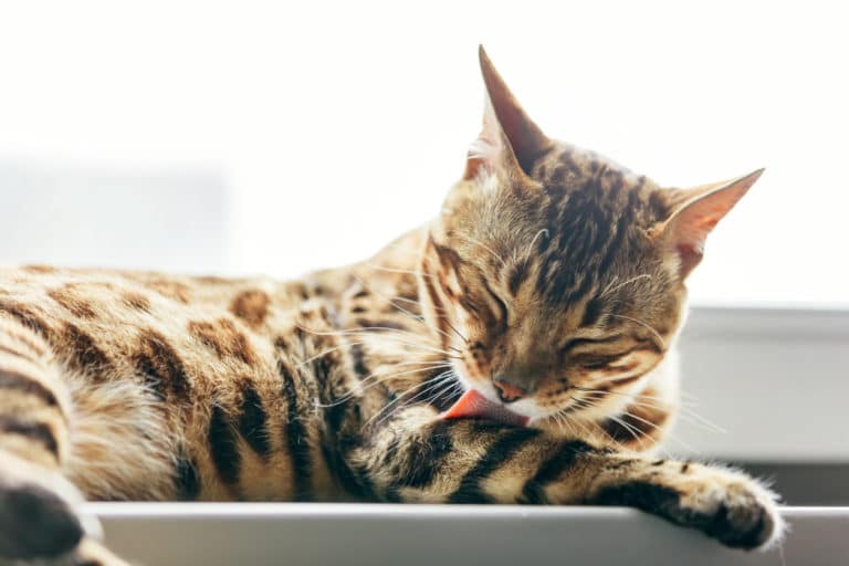 chat se lèche