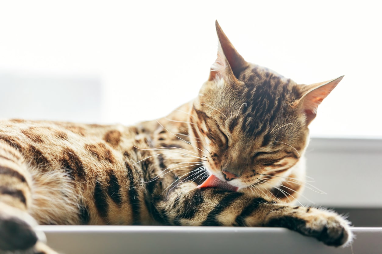 chat se lèche