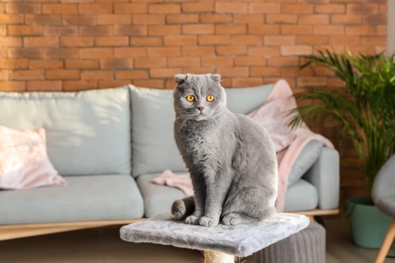 chat appartement