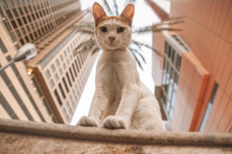 chat confinement