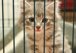 chat abandonné