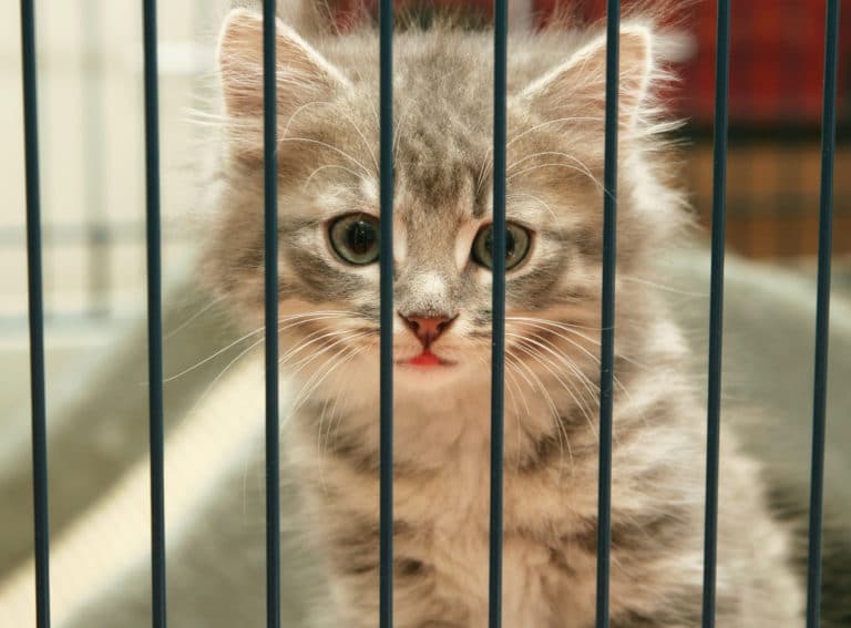 chat abandonné