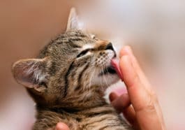 chat lèche