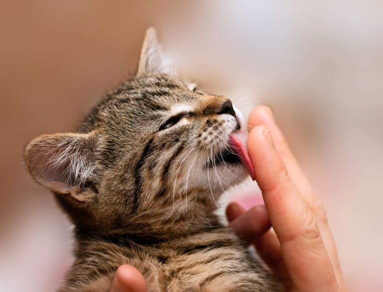 chat lèche