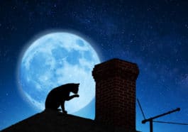 chat nuit
