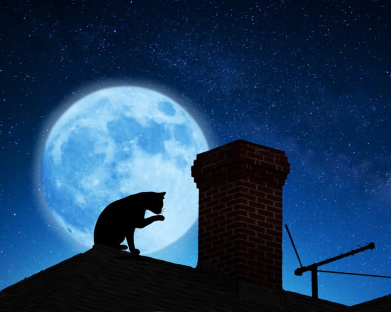 chat nuit