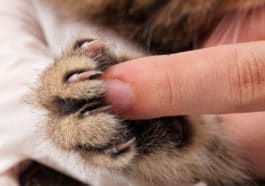 griffe chat