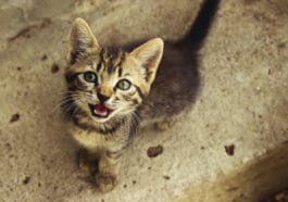 chat miaule