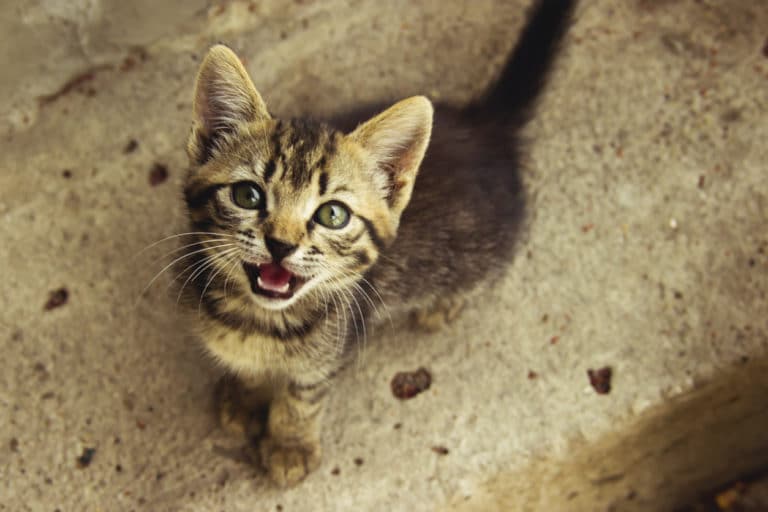chat miaule
