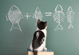 chat jeu de réflexion