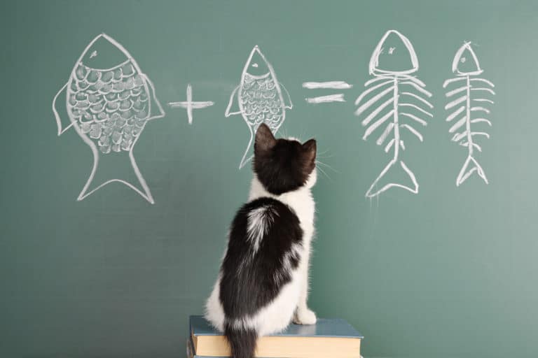 chat jeu de réflexion
