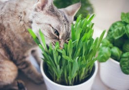 herbe à chat