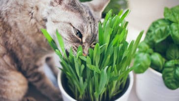 herbe à chat