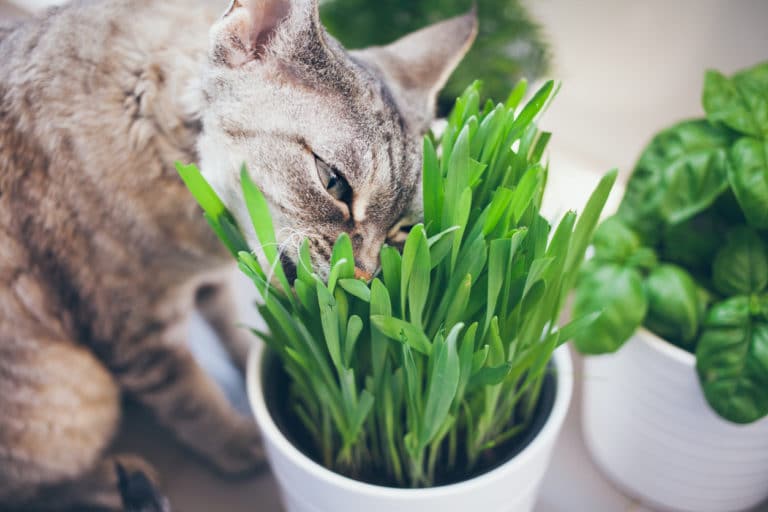 herbe à chat