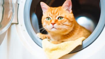 chat machine à laver