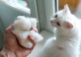 chat poils