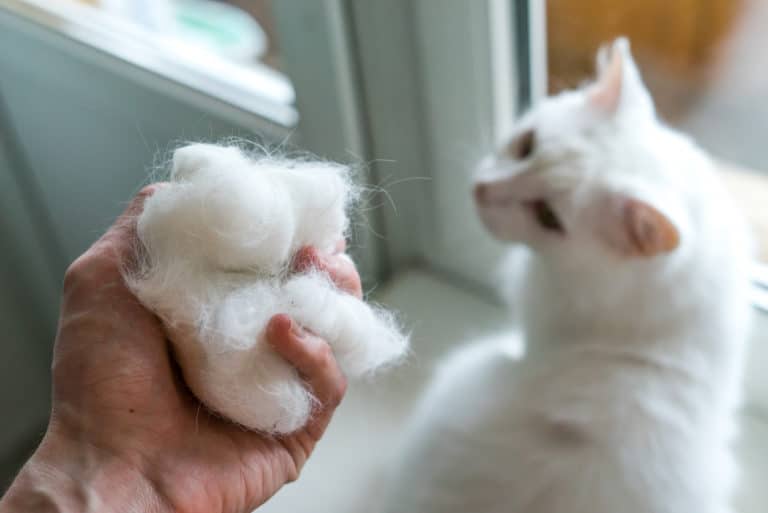chat poils