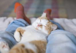 chat dort pieds