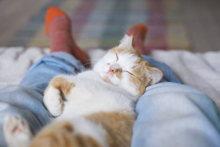 chat dort pieds
