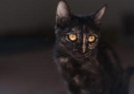 chat