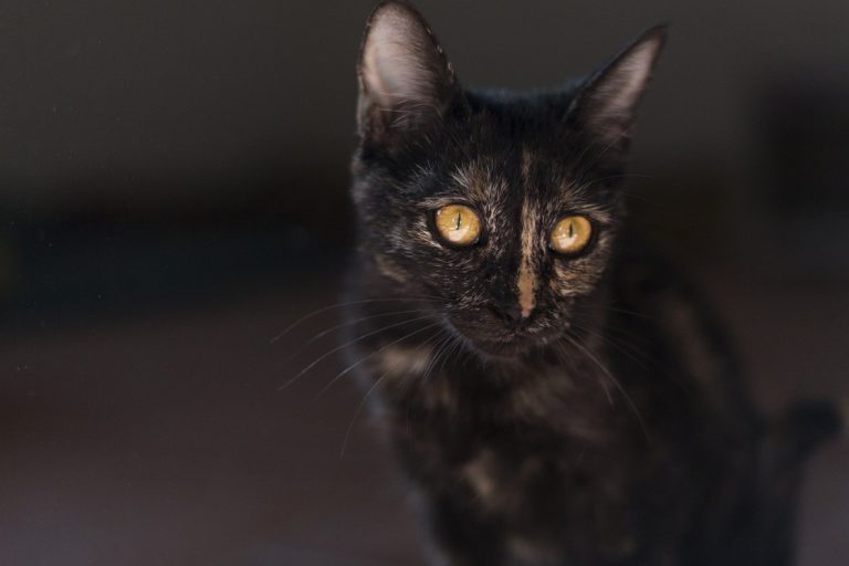 chat