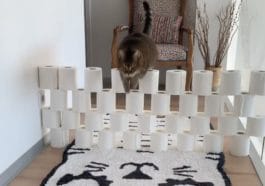 cat challenge