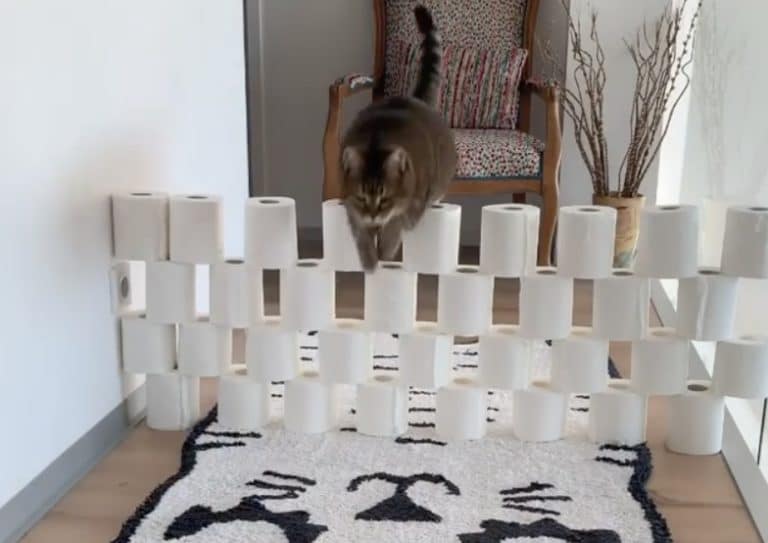 cat challenge