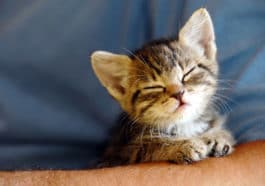 chaton