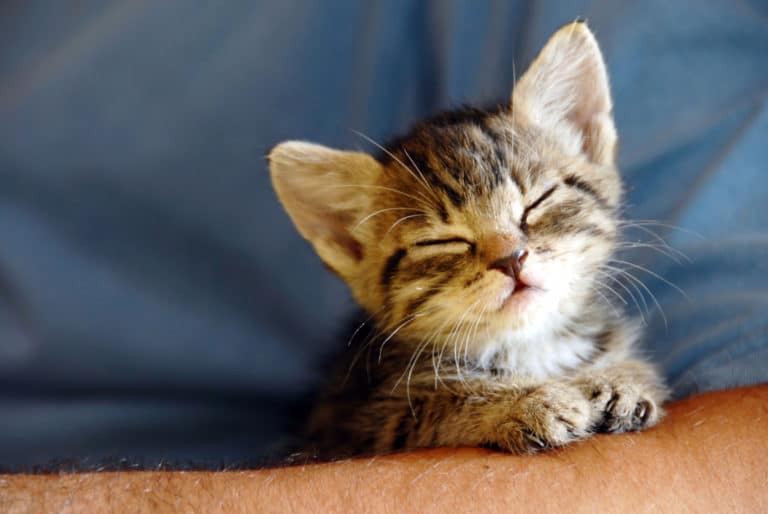 chaton