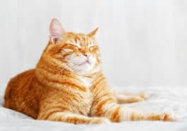 chat cligne des yeux