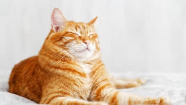 chat cligne des yeux