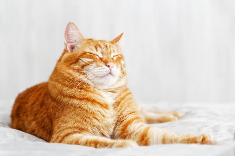 chat cligne des yeux