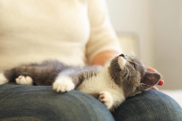 chat