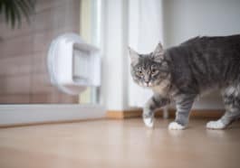 chat tourne en rond